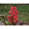 Castor Bean Seeds (Ricinus Communis)