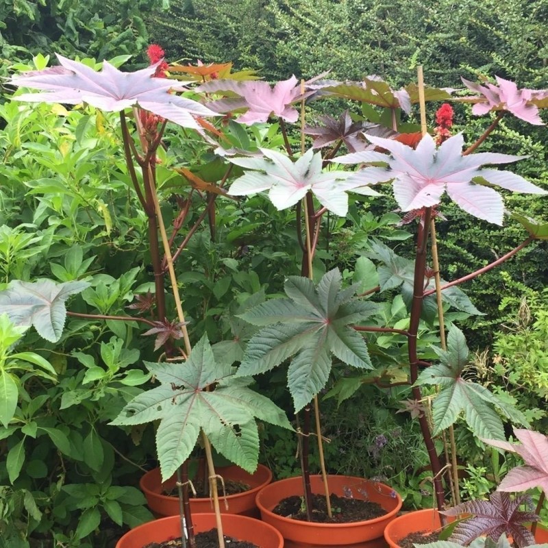 Price: €1.85 - Palma Christi - Ricinus Communis Samen - Seeds Gallery