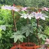 Castor Bean Seeds (Ricinus Communis)