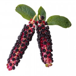 Price: €2.25 - Σπόροι Φυτολάκα η αμερικανική (Phytolacca americana) - Seeds Gallery