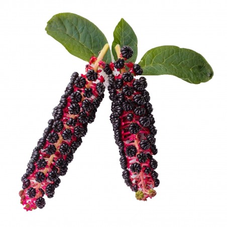 Graines de Raisin d'Amérique ou Teinturier | 2,25 €