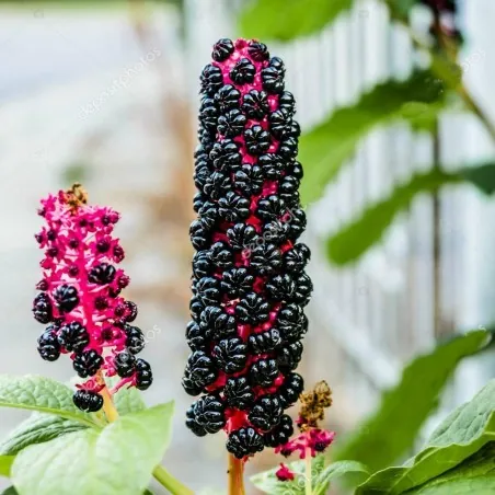 Sementes de uva-de-rato
