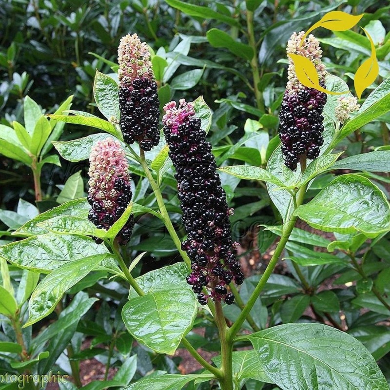 Σπόροι Φυτολάκα η αμερικανική (Phytolacca americana)