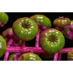 Sementes de uva-de-rato 2.25 - 5