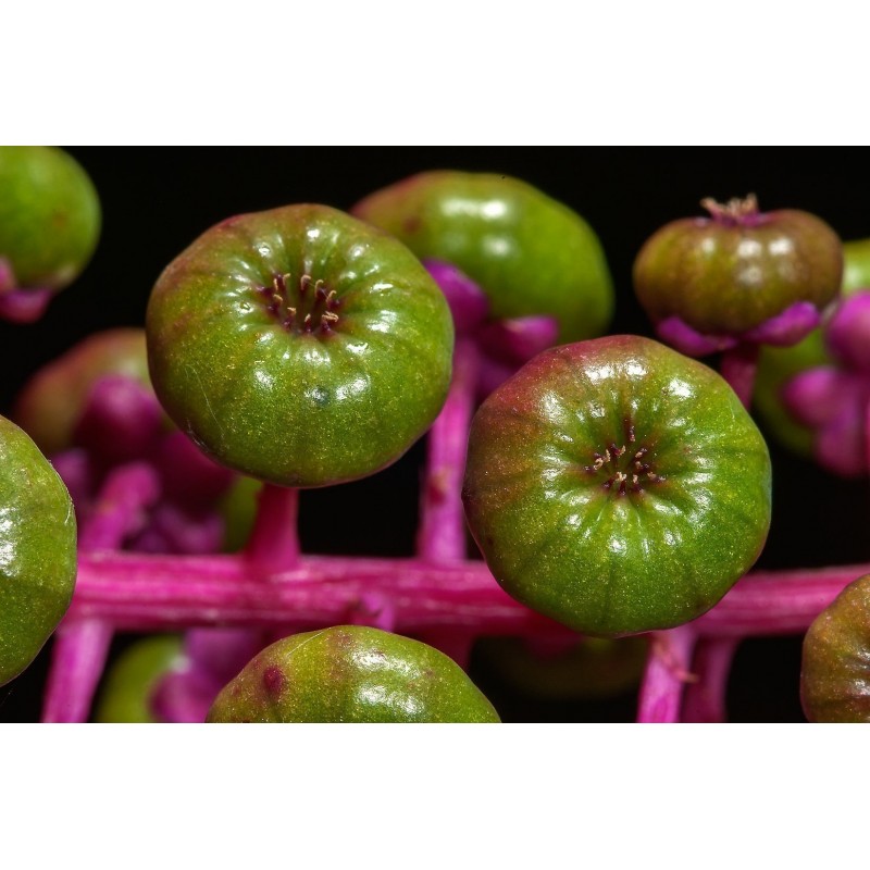 Semillas de Ombú Phytolacca Americana | 2,25 €