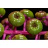 Graines de Raisin d'Amérique ou Teinturier | 2,25 €