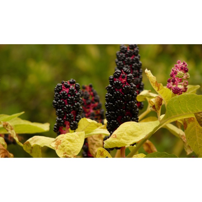 Semillas de Ombú Phytolacca Americana | 2,25 €