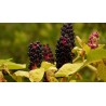 Graines de Raisin d'Amérique ou Teinturier | 2,25 €