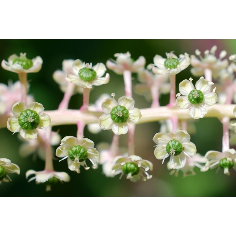Σπόροι Φυτολάκα η αμερικανική (Phytolacca americana)