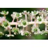 Semi di Fitolacca Phytolacca Uva Turca Cremesina (Phytolacca Americana) | 2,25 €