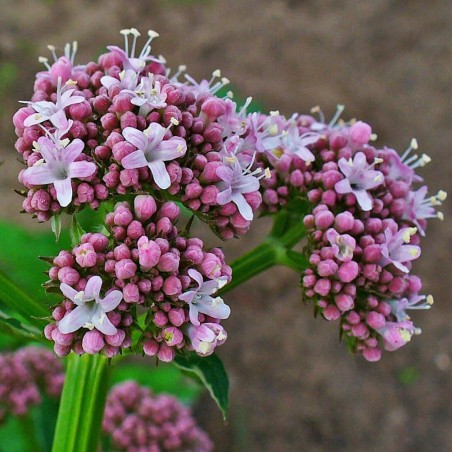 Läkevänderot Frön eller vänderot (Valeriana officinalis)