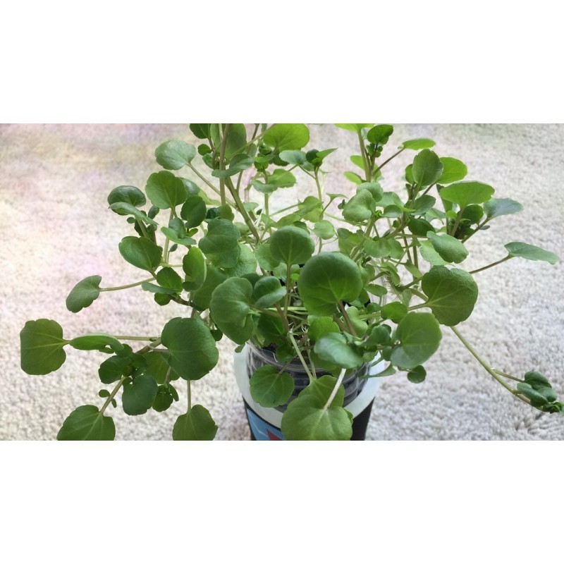 Price: €2.45 - Graines de Cresson de fontaine (Nasturtium officinale) - 