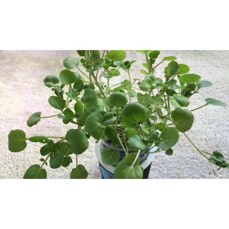Graines de Cresson de fontaine (Nasturtium officinale)