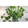 Price: €2.45 - Graines de Cresson de fontaine (Nasturtium officinale) - 
