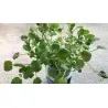 Graines de Cresson de fontaine (Nasturtium officinale)