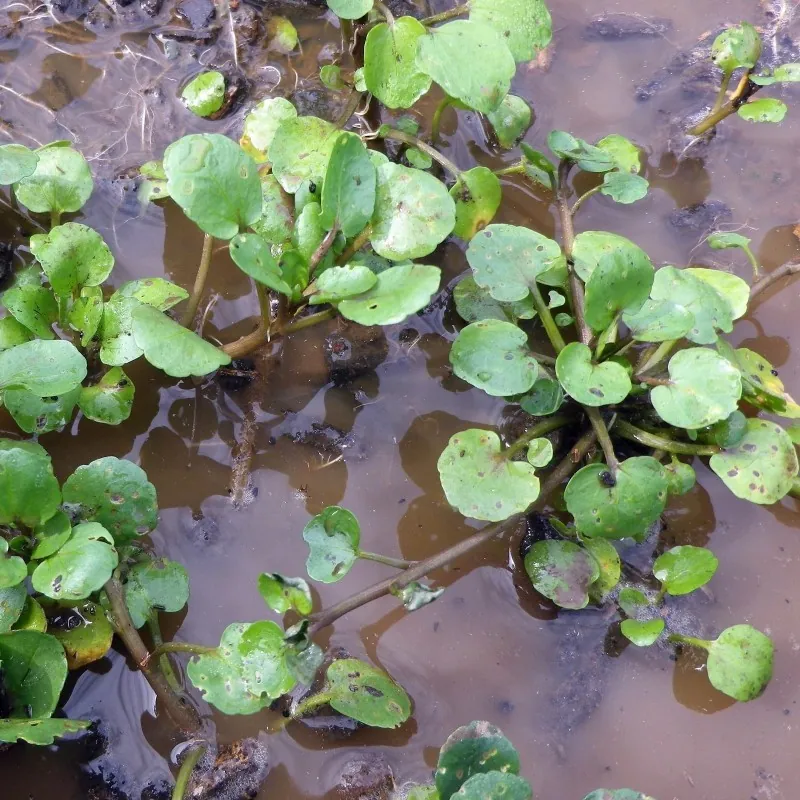 Graines de Cresson de fontaine (Nasturtium officinale)