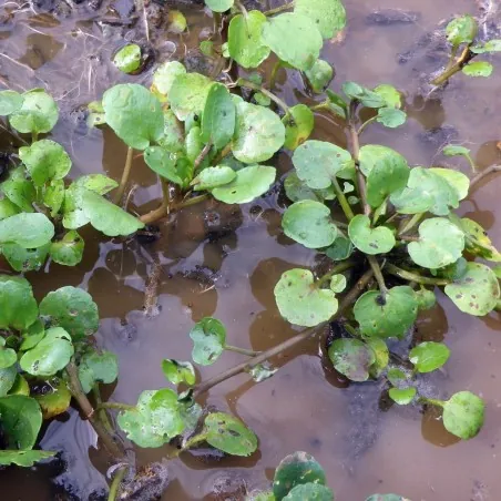 Graines de Cresson de fontaine (Nasturtium officinale)