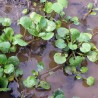Price: €2.45 - Graines de Cresson de fontaine (Nasturtium officinale) - 