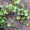 Graines de Cresson de fontaine (Nasturtium officinale)