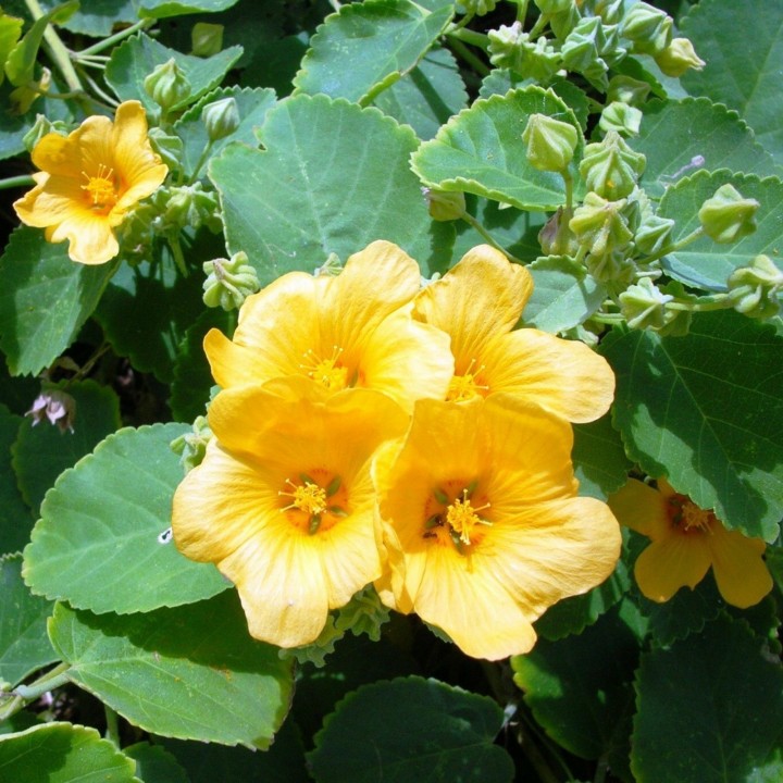 Bala, Country Mallow Seeds (Sida cordifolia) - 228.714671