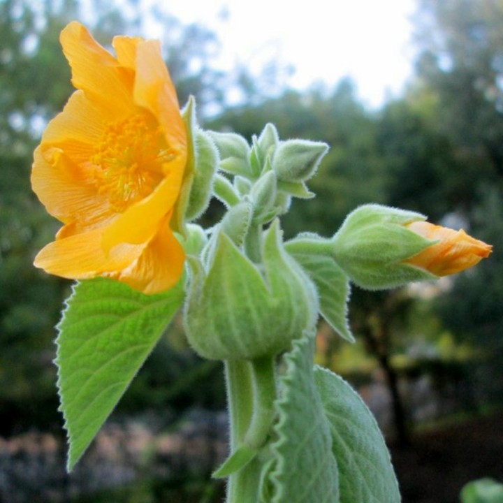 Bala, Country Mallow Seeds (Sida cordifolia) - 228.714671