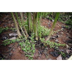 Green Cardamom Seeds 1.95 - 3