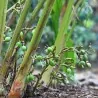 Green Cardamom Seeds (Elettaria cardamomum)