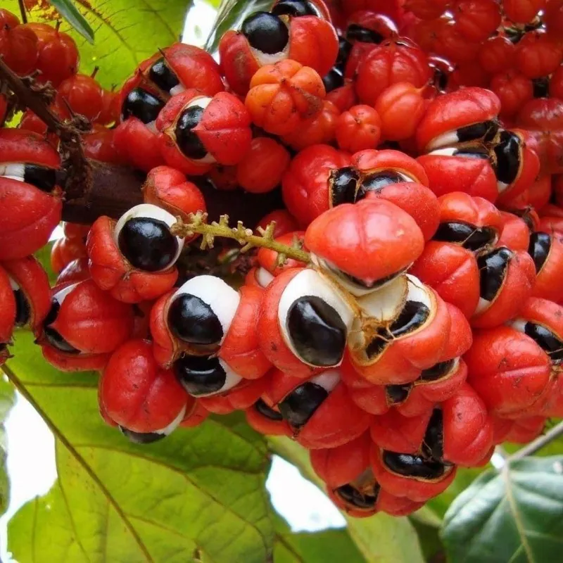 Guarana Frön (Paullinia cupana)