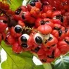 Graines de Guarana (Paullinia Cupana)