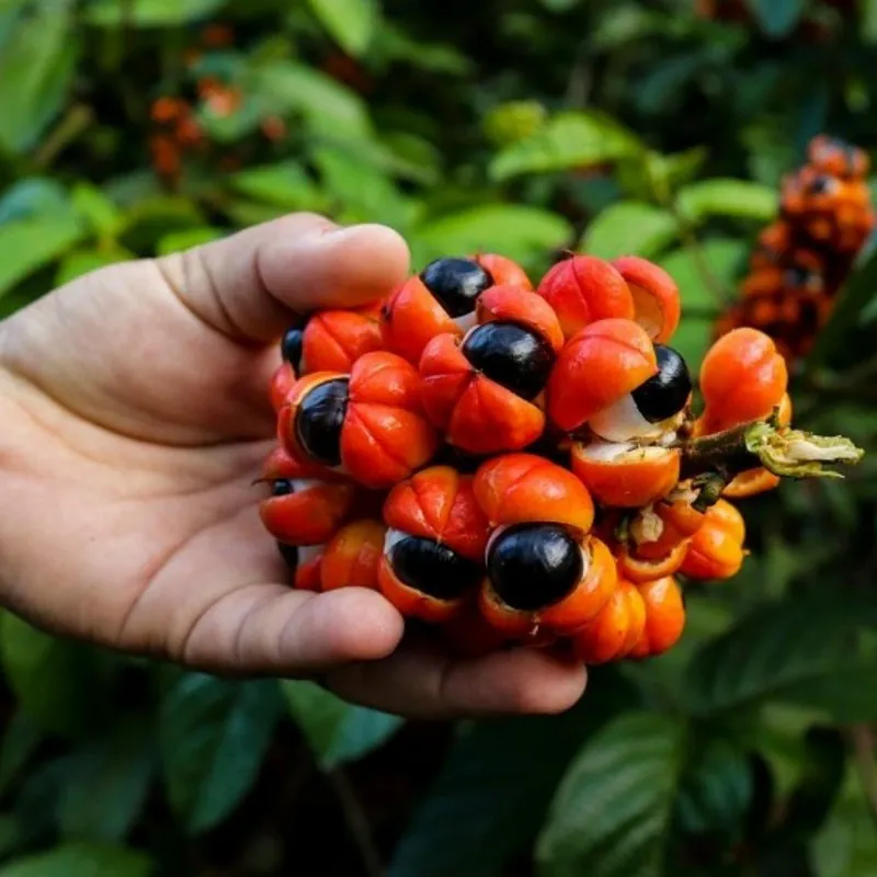 Graines de Guarana (Paullinia Cupana)