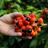 GUARANA Seeds (Paullinia Cupana)