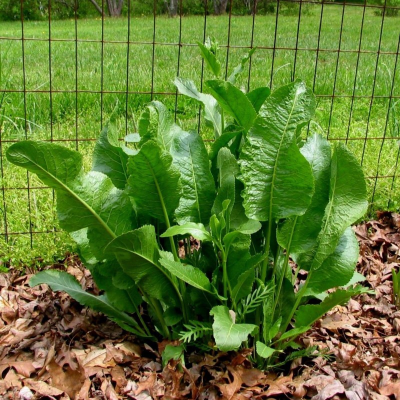 Price: €3.95 - Horseradish Seeds (Armoracia rusticana) - Seeds Gallery