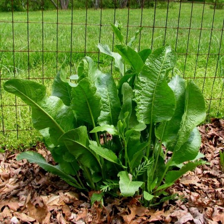 Price: €3.95 - Horseradish Seeds (Armoracia rusticana) - Seeds Gallery