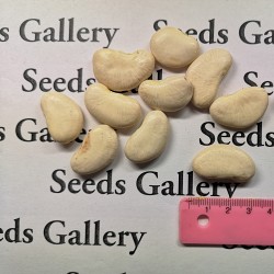 Fasolia Gigantes White Beans Seeds 1.65 - 4