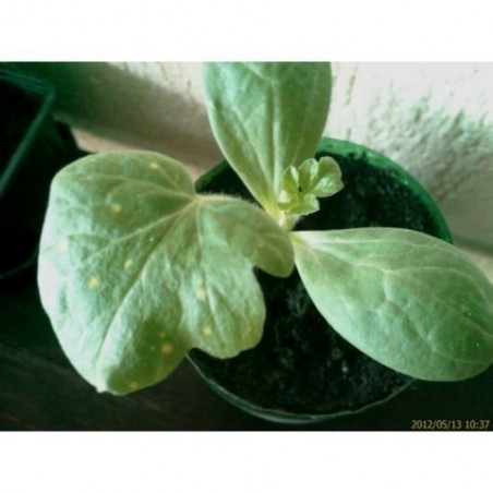 Price: €1.95 - Semillas de sandía amarilla "Luna Y Estrellas" - Seeds Gallery