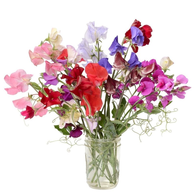 Price: €1.55 - Duftende Platterbse Samen (Lathyrus odoratus) - 