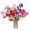 Price: €1.55 - Duftende Platterbse Samen (Lathyrus odoratus) - 
