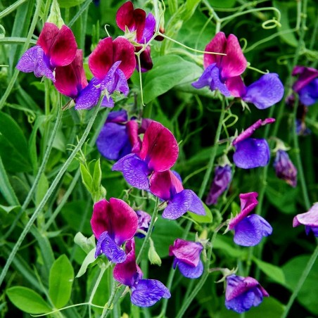 Price: €1.55 - Duftende Platterbse Samen (Lathyrus odoratus) -