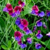 Price: €1.55 - Duftende Platterbse Samen (Lathyrus odoratus) - 