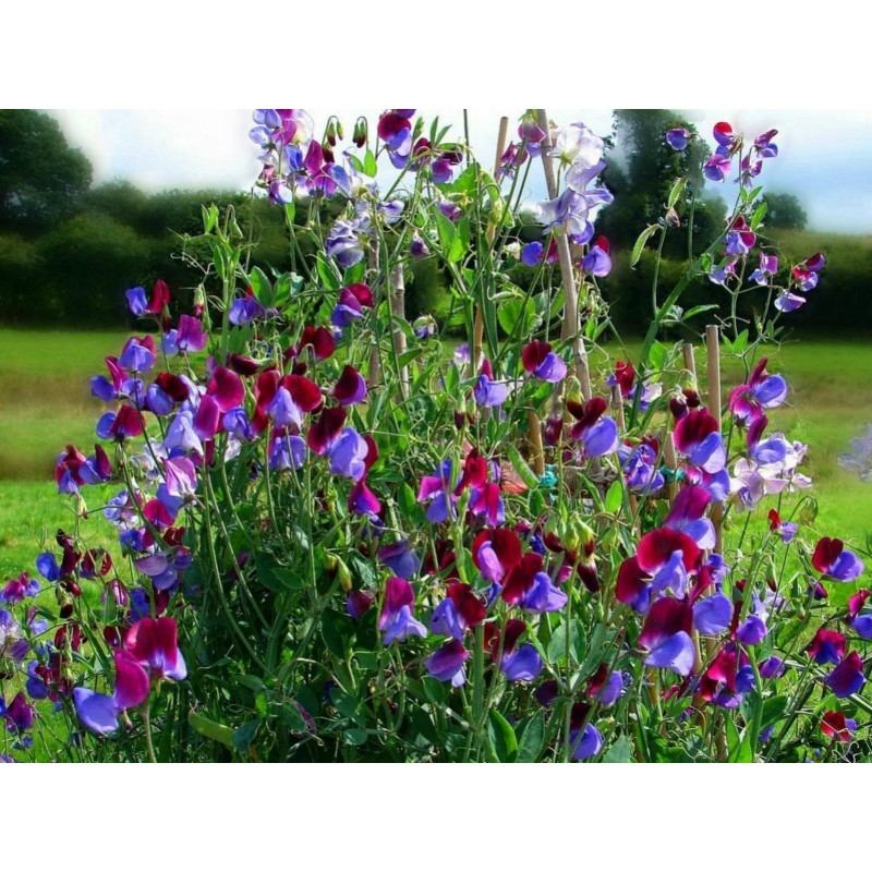 Price: €1.55 - Duftende Platterbse Samen (Lathyrus odoratus) - 