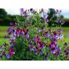Price: €1.55 - Semillas de GUISANTE DE OLOR - 