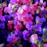 Price: €1.55 - Duftende Platterbse Samen (Lathyrus odoratus) - 