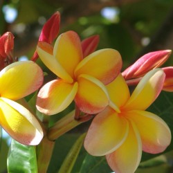 Plumeria Frön "Orangelight" 2.5 - 1