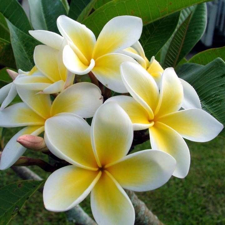 Plumeria Seeds "Yellow gold" Flowers - 8.955