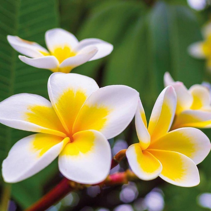 Plumeria Seeds "Yellow gold" Flowers - 8.955