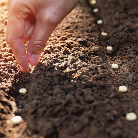 Price: €0 - Cómo cultivar maíz desde la semilla -