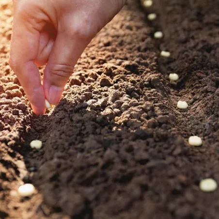 Sowing Corn and Growing Tips