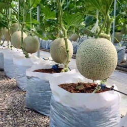 How to grow melons 0 - 1