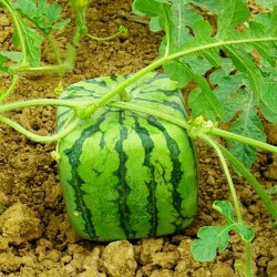Kako uzgojiti kockastu lubenicu 1.75 - 1