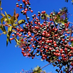 Price: €2.049999 - Terebint - Terpentinträd Fröer (Pistacia terebinthus) - 